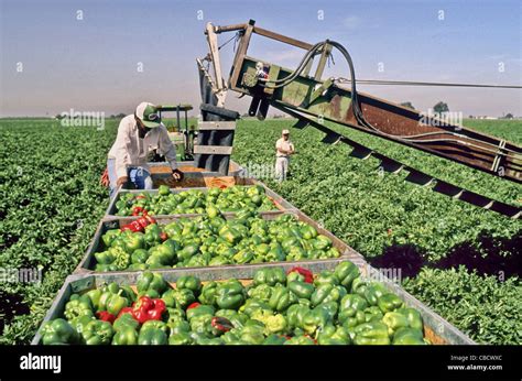 Bell Pepper harvest Stock Photo - Alamy