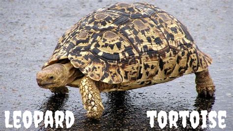 Leopard Tortoise - Habitat, Behavior, Breeding, Pictures and Other ...