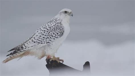 Rare white gyrfalcon spotted in Eel River Bar area | CBC News