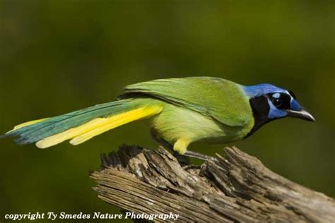 Green Jay in South Texas