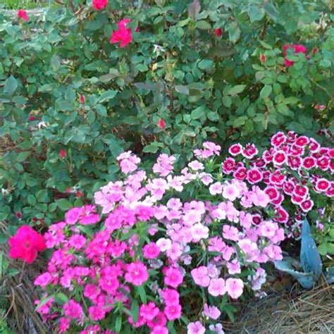 Dianthus | Front garden landscape, Gorgeous gardens, List of flowers