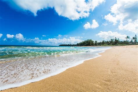 Download Horizon Palm Tree Hawaii Kauai Tropical Sea Ocean Nature Beach 4k Ultra HD Wallpaper
