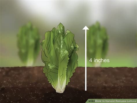 How to Harvest Romaine Lettuce: 11 Steps (with Pictures) - wikiHow