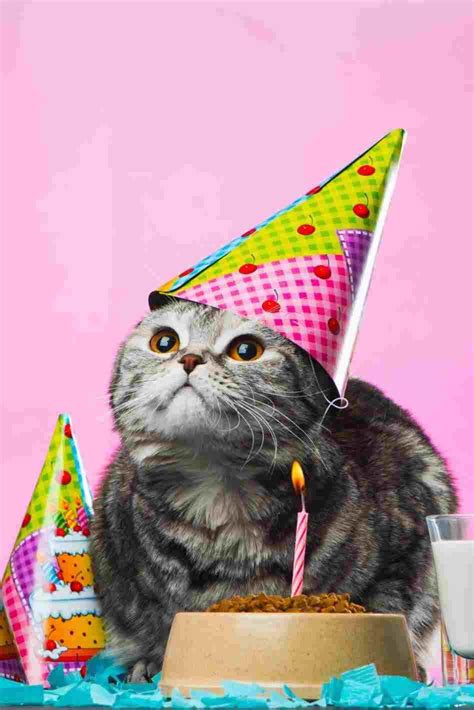 Cute Cat With Birthday Hat | National cat day, Birthday hat, Cat day