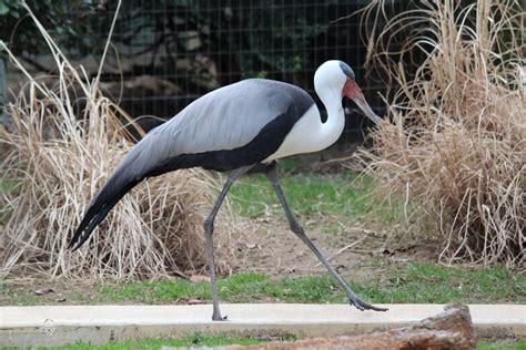 A Guide to the Animals at the Washington DC Zoo