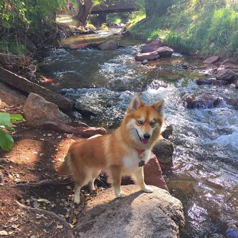 Adorable “Pomsky” Pup is the Stunning Hybrid of a Pomeranian and Husky