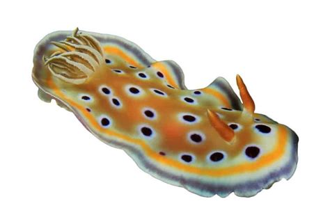 Sea Slug Fish Facts | Nudibranchia | AZ Animals