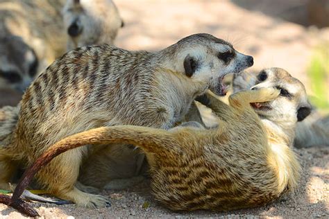 Meerkats Fighting Stock Photos, Pictures & Royalty-Free Images - iStock