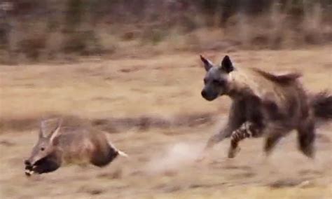 Poof! Aardvark disappears, leaves chasing hyena bewildered