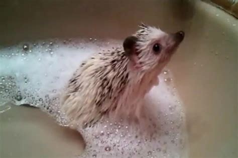 Need a Cuteness Injection? Try a Baby Hedgehog Taking a Bath