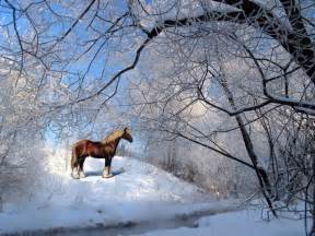 Horses in the Snow Wallpaper - WallpaperSafari