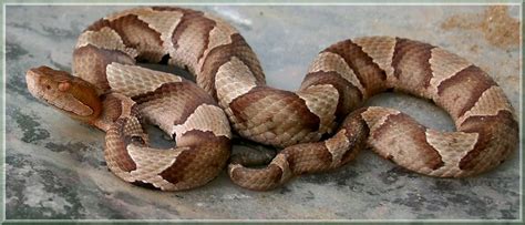 Northern Copperhead Snake - Richmond Virginia - Venomous - a photo on Flickriver