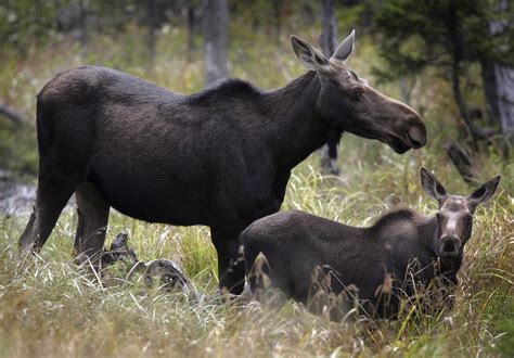 10 New England places to see animals in the wild - The Boston Globe