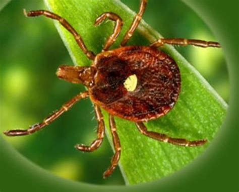 Lone Star Tick, Whose Bite Could Cause Meat Allergy, Found in CNY