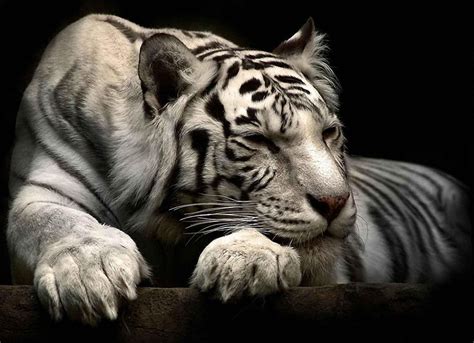 🔥 [73+] White Siberian Tiger Wallpapers | WallpaperSafari