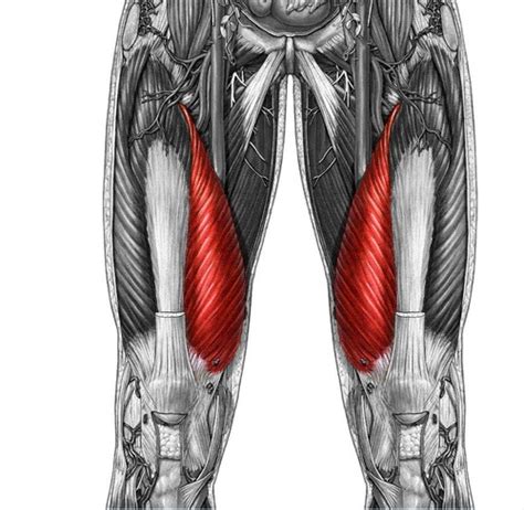 Vastus Medialis Flashcards | Quizlet