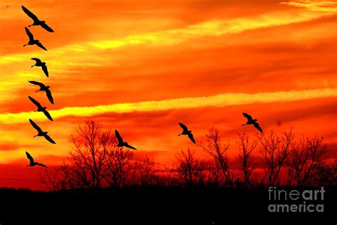 Birds flying at sunset Photograph by Reva Steenbergen