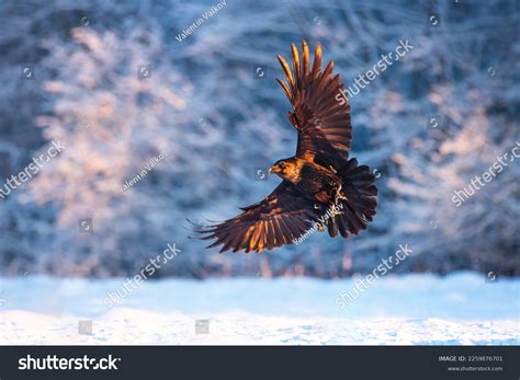 Flying Black Raven Bird Corvus Corax Stock Photo 2259876701 | Shutterstock