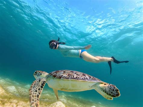 Lanai Snorkeling Cruises (Snorkeling Cruises & Tours), Maui tours ...