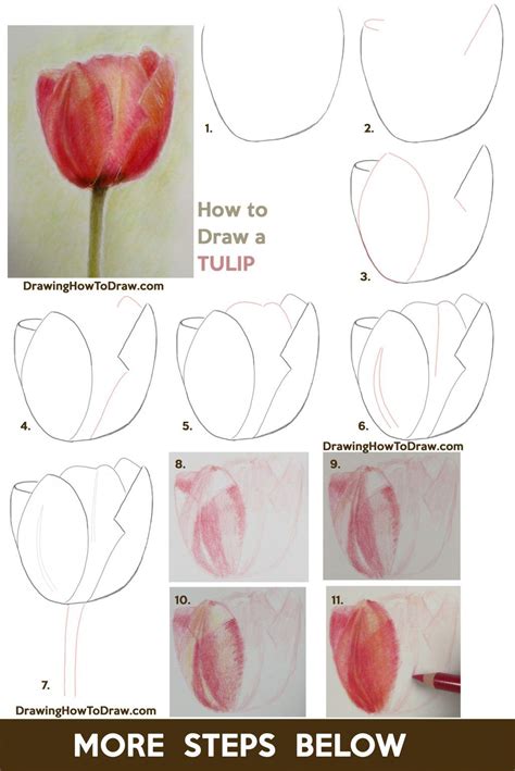 How to Draw Tulips with Colored Pencils Easy Step by Step Drawing Tutorial - How to Draw Step by ...