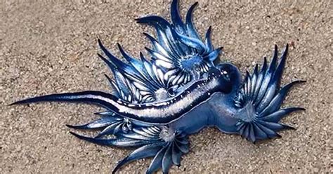 The Blue Dragon's Venomous Beauty (with video) - Illuzone