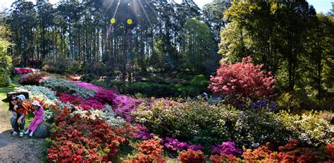 National Rhododendron Gardens - Beautiful Altona