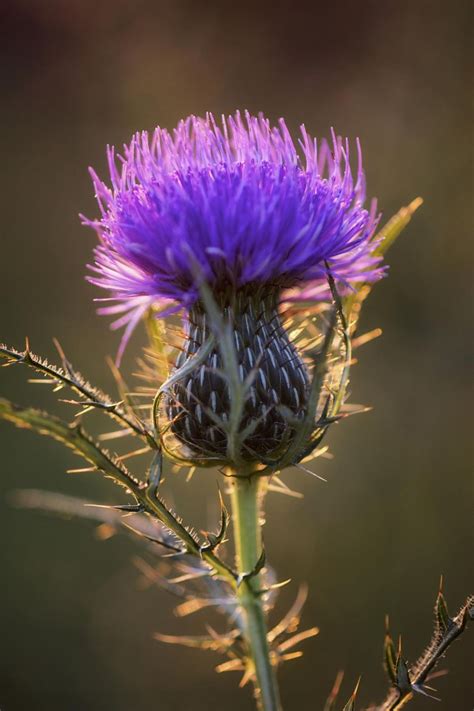 Photograph The First Bull Thistle by Jim Crotty on 500px | Thistle flower, Flowers, Purple flowers