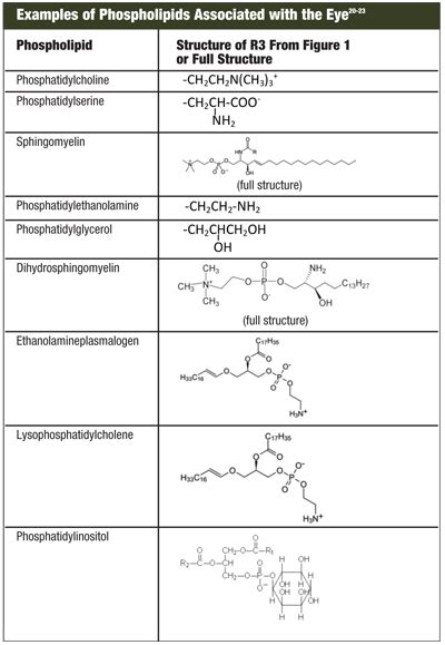 Phospholipid Bilayer | Introduction, Structure and Functions