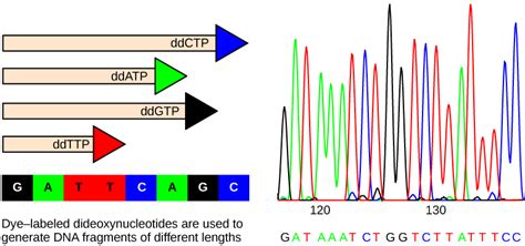 DNA Sequencing | Biology for Majors I