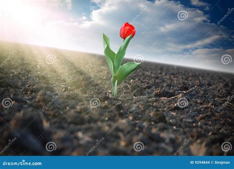 Red tulip in the field stock photo. Image of campaign - 9294844