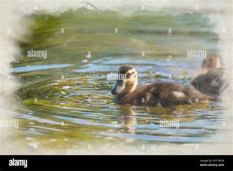 A digital watercolour painting of a young mallard dabbling duck duckling, anas platyrhynchos ...