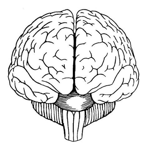 Brain Diagram Front View | Brain drawing, Brain art, Brain diagram