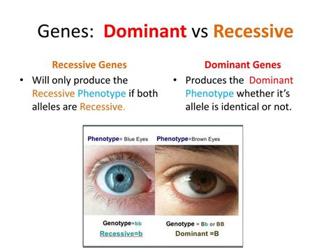 Explain How Dominant And Recessive Genes Work