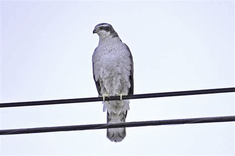 Northern Goshawk (M) - FeederWatch