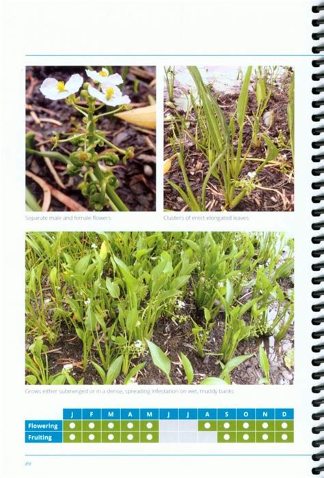 Wetland Plants of the Townsville-Burdekin Flood Plain - Nokomis