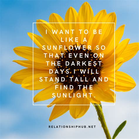 43 Beautiful Sunflower Quotes That Are Inspiring | Relationship Hub