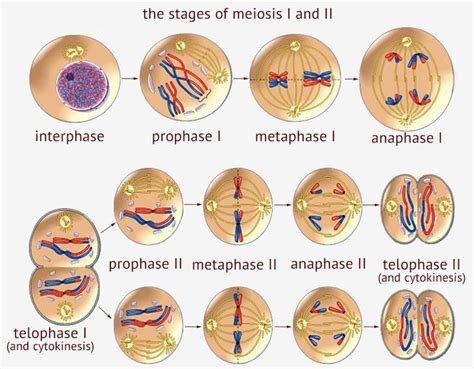 3.1 Essential ideas: 3.1.3 Meiosis | Teaching biology, Meiosis, Science ...