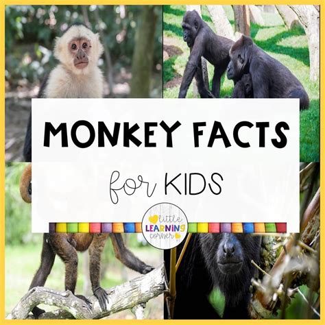 43 Fun Monkey Facts for Kids (Video and Printables) - Little Learning ...