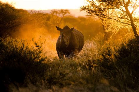 Download Animal Rhino HD Wallpaper