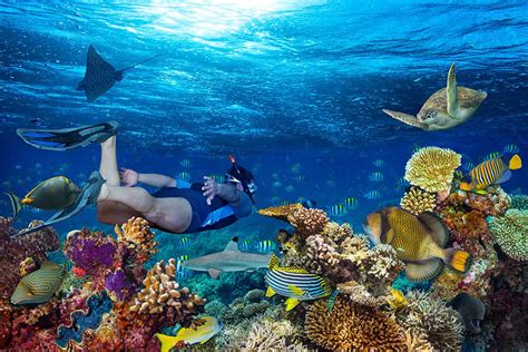 Diving in the Caribbean’s Vibrant Underwater World - Fabric Magazine