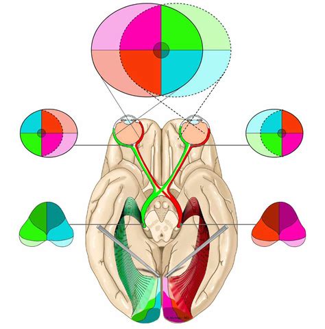 Visual system - e-Anatomy - IMAIOS