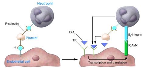 JCI - Selectins revisited: the emerging role of platelets in ...