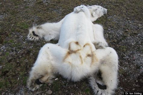 Starved Polar Bear In Norway May Be A Victim Of Climate Change (PHOTOS) | HuffPost