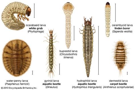 Coleopteran - Pest Control, Agriculture, Diversity | Britannica