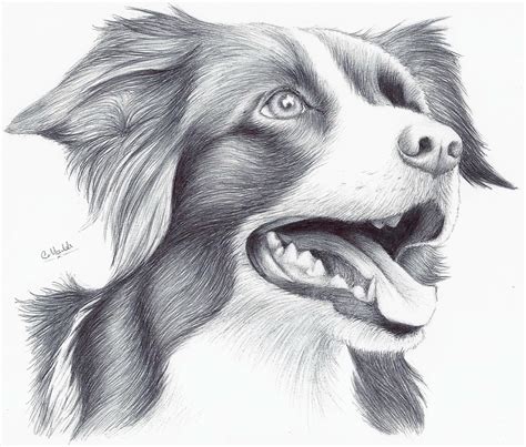 40+ Most Popular Drawing Art Pictures Of Animals - Sarah Sidney Blogs