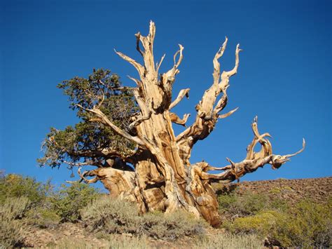 The Ancient Bristlecone Pines – Picturesque Photo Views