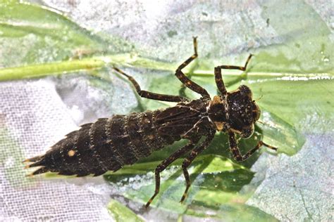 Aquatic Insects of Central Virginia: The "Fawn Darner" Dragonfly: Boyeria vinosa