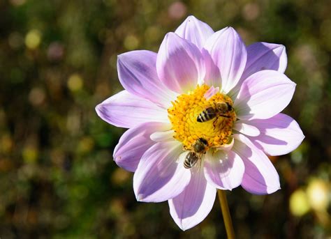 Flowers That Attract Bees To Your Garden | Appleyard London