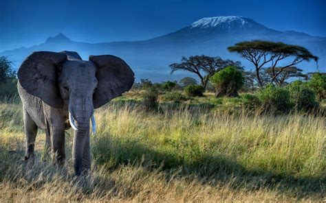 African Elephant wallpaper | animals | Wallpaper Better