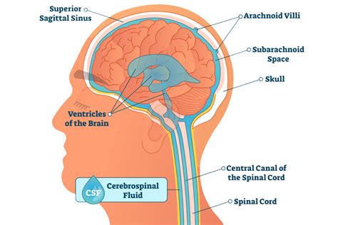 Cerebrospinal Fluid (CSF) Leaks 易- Dr. Aykut Unsal | Philadelphia